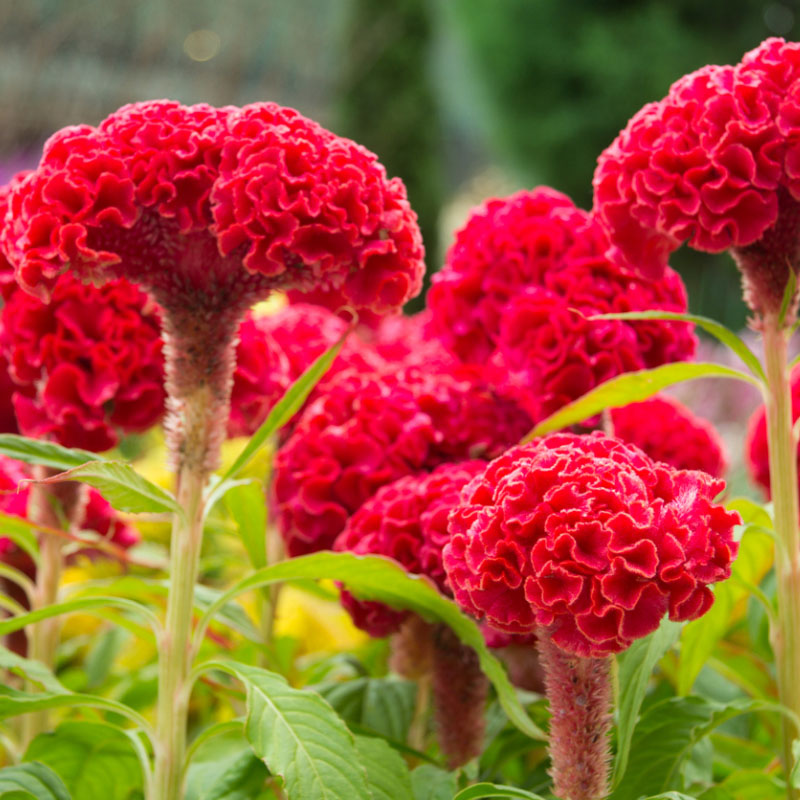 Целозия гребенчатая кассета 4шт ЕГ 