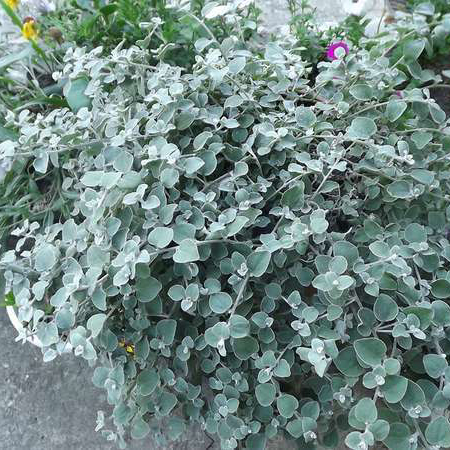 Гелихризум ампельный черешчатый серебристый лист D23  ПВ 