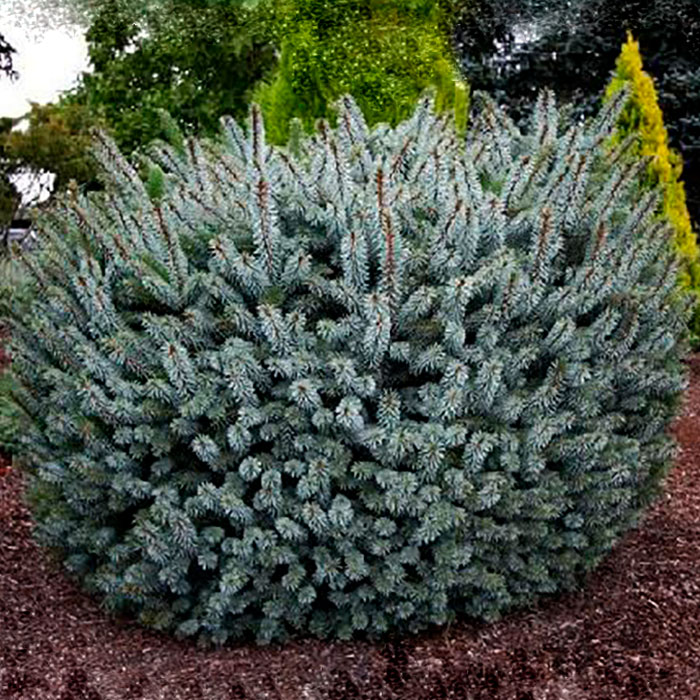 Ель айянская Силберзверг C15, 30-40 UL 