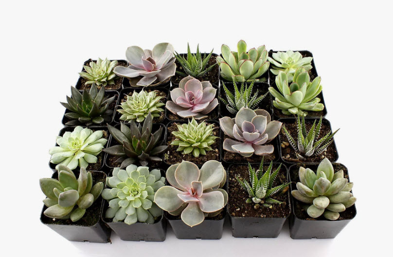 Суккулент микс d5 h10 ЯР 