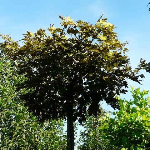 Клен ложноплатановый Принц Хандиери c7,5 h80-110 Bor 