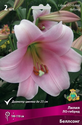 Луковица Лилия ЛО-гибрид Беллсонг 2шт Поиск 