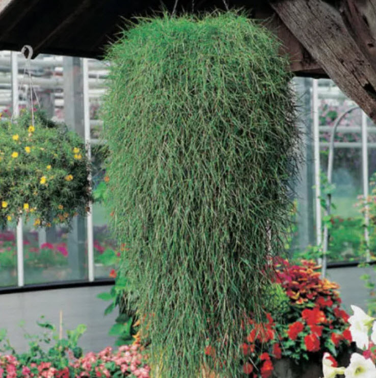 Агростис Грин Твист кашпо d18 ХР 