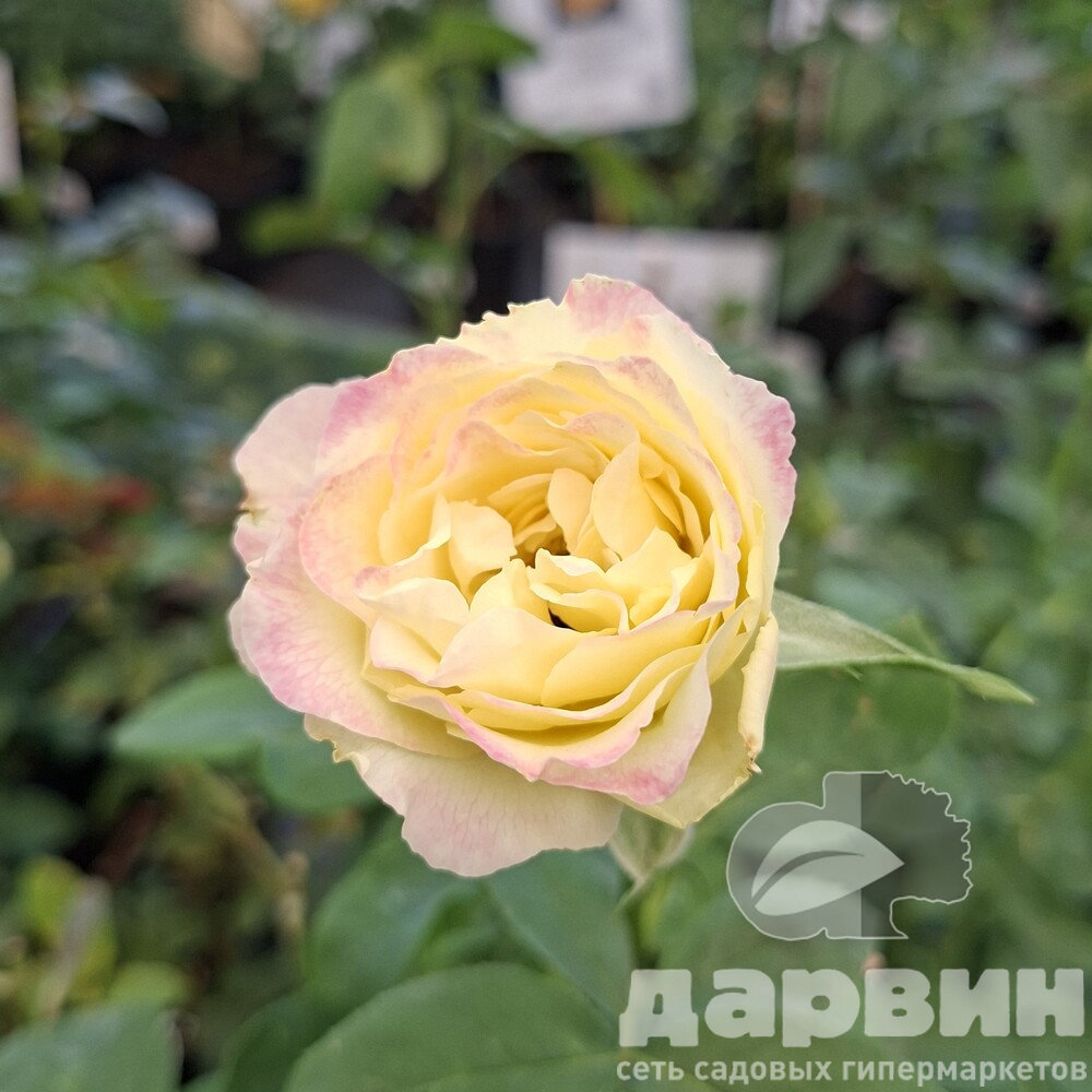 Роза чайно-гибридная Кафе Дель Мар v5 Lav 