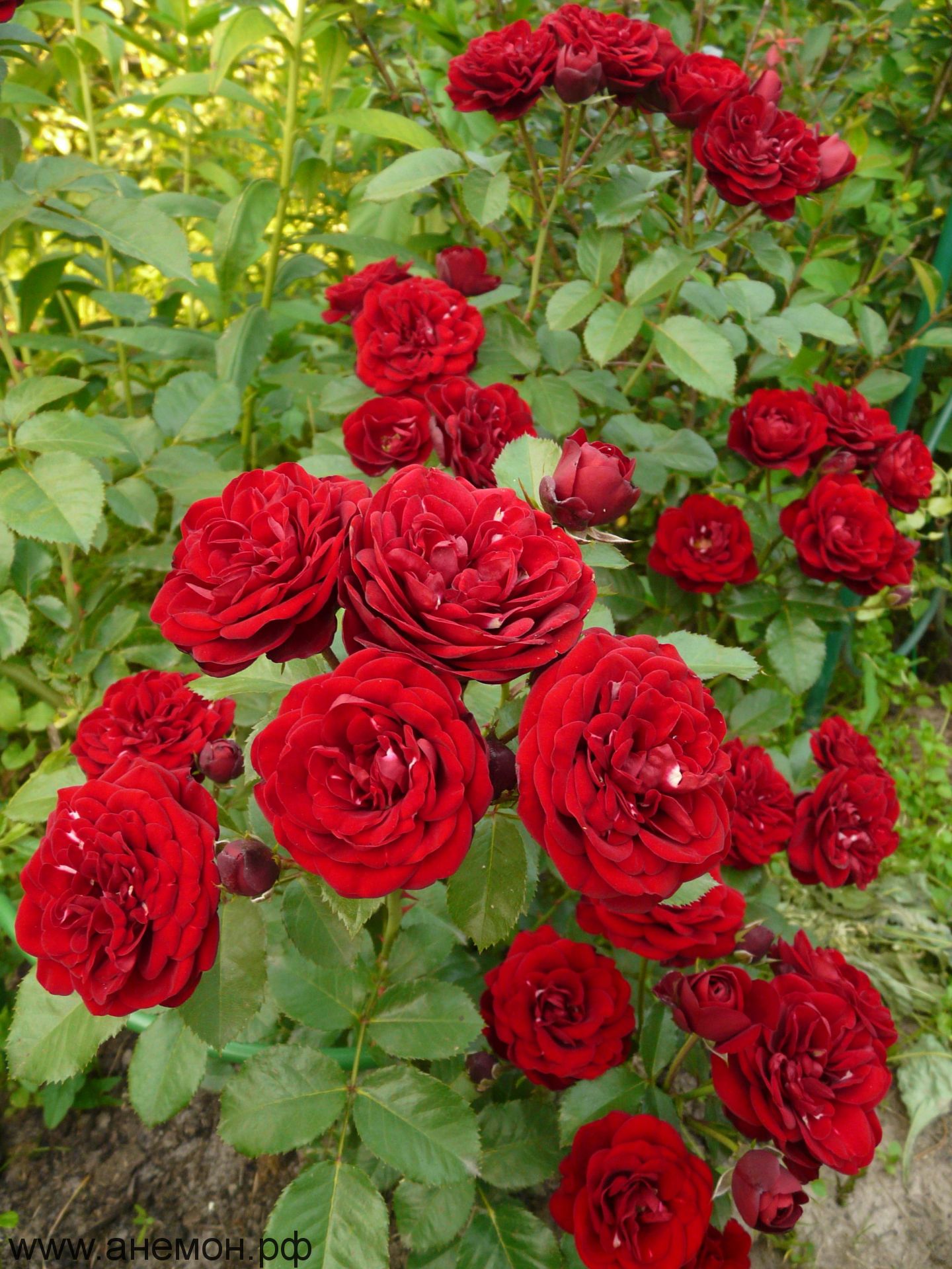 Роза спрей Таманго C3,5 Н25-45 ЦО 