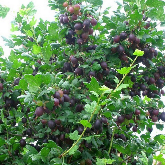 Крыжовник Черносливовый, черный с2 ЦО по цене  Крыжовник Черносливовый, черный с2 ЦО