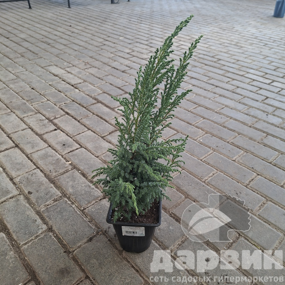 Можжевельник чешуйчатый Лодери v2 Lav 