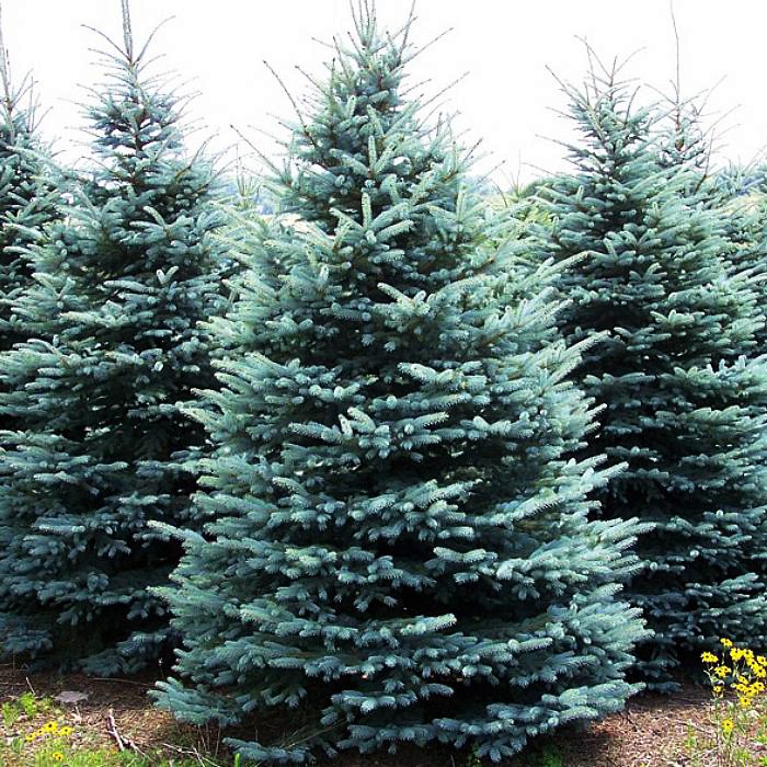 Ель колючая Glauca Arizona/Kaibab С3-5 Tim 