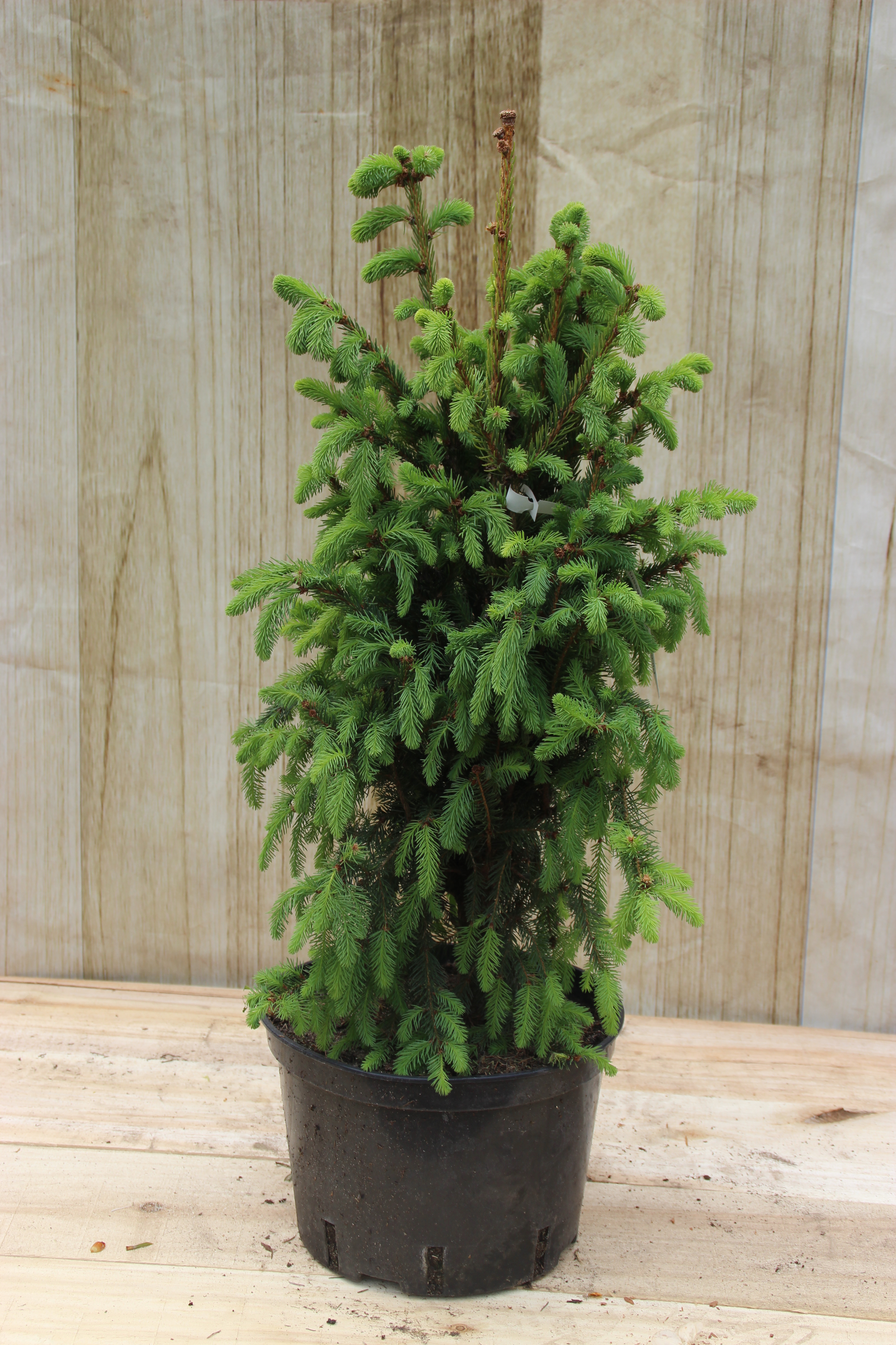 Ель обыкновенная Купресина 30-40 KG 