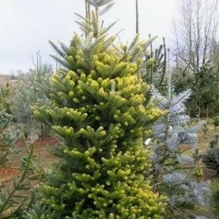 Пихта испанская Ауреа 30-40 Mt 