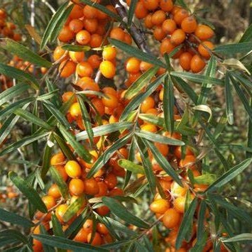 Облепиха Фругана v2 CL 