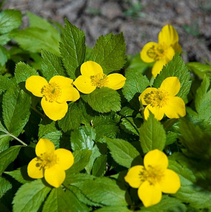 Хиломекон v1,5 Push 