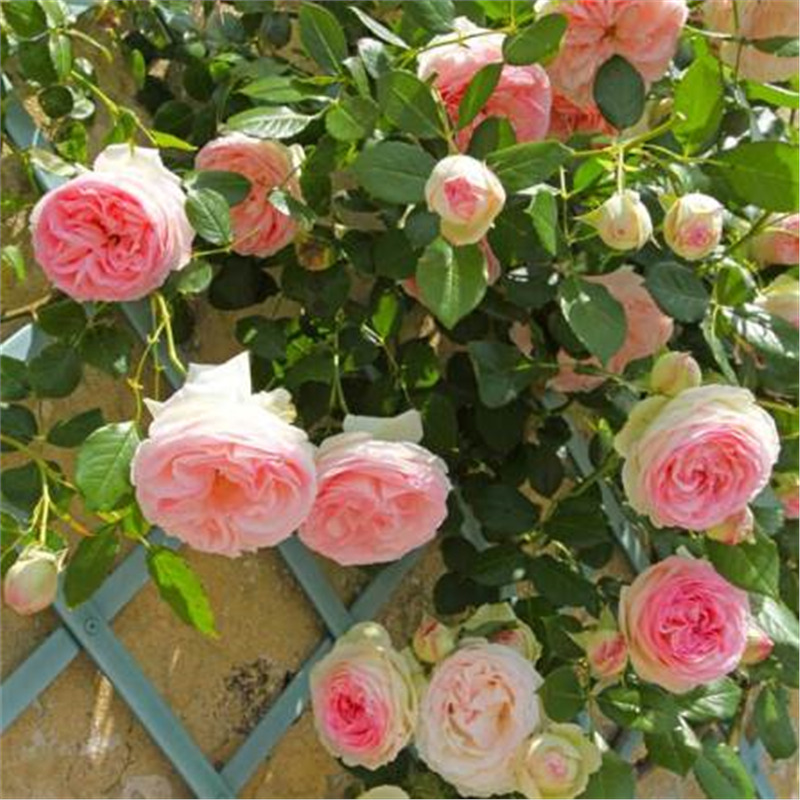 Роза плетистая Гримпан Пьер Де Ронсар в коробке AV 