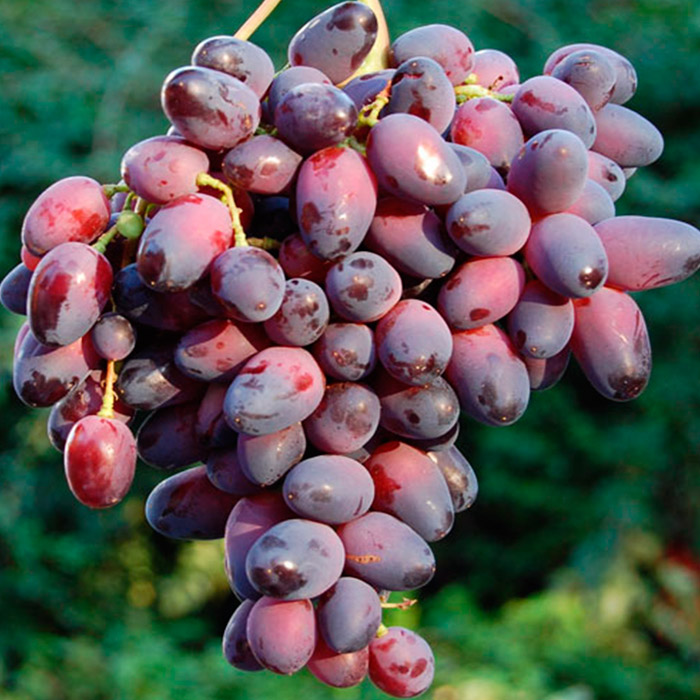 Растение виноград плодовый Красавица, розовый 2-х летка 