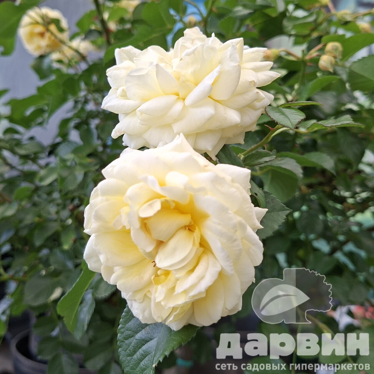 Роза на штамбе Надя Мейяндекор C20, штамб 90 YP 