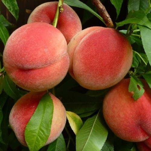 Персик Мичуринский 80-200 v5 Tim 