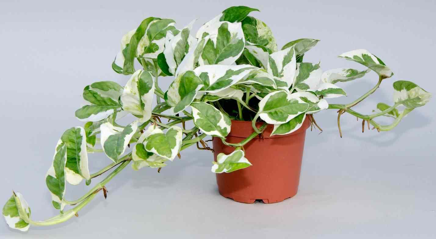 Сциндапсус Джой d11 Tim 