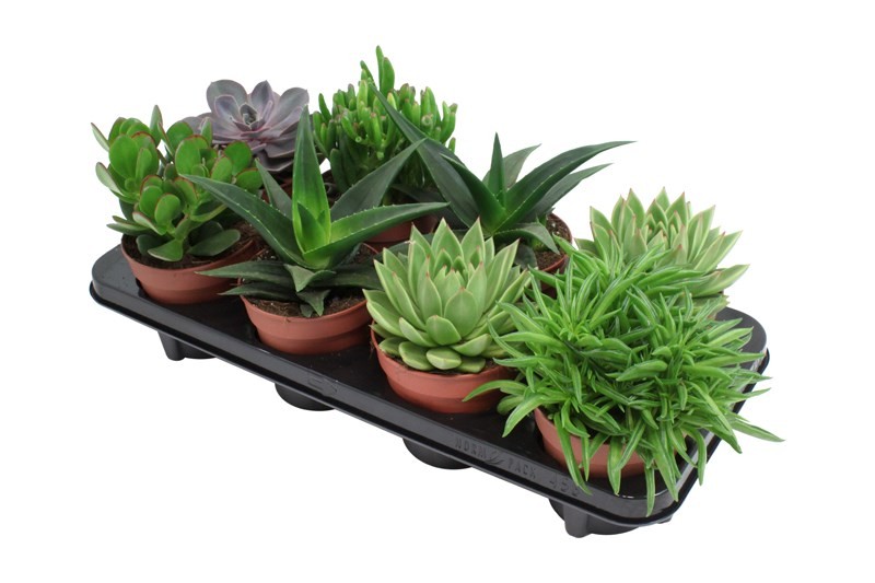 Суккулент микс d15 