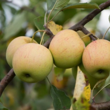 Яблоня Орловский пионер средн v7 100-140 Tim 