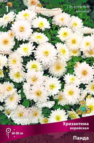 Корневище Хризантема корейская Панда I 1шт Поиск 
