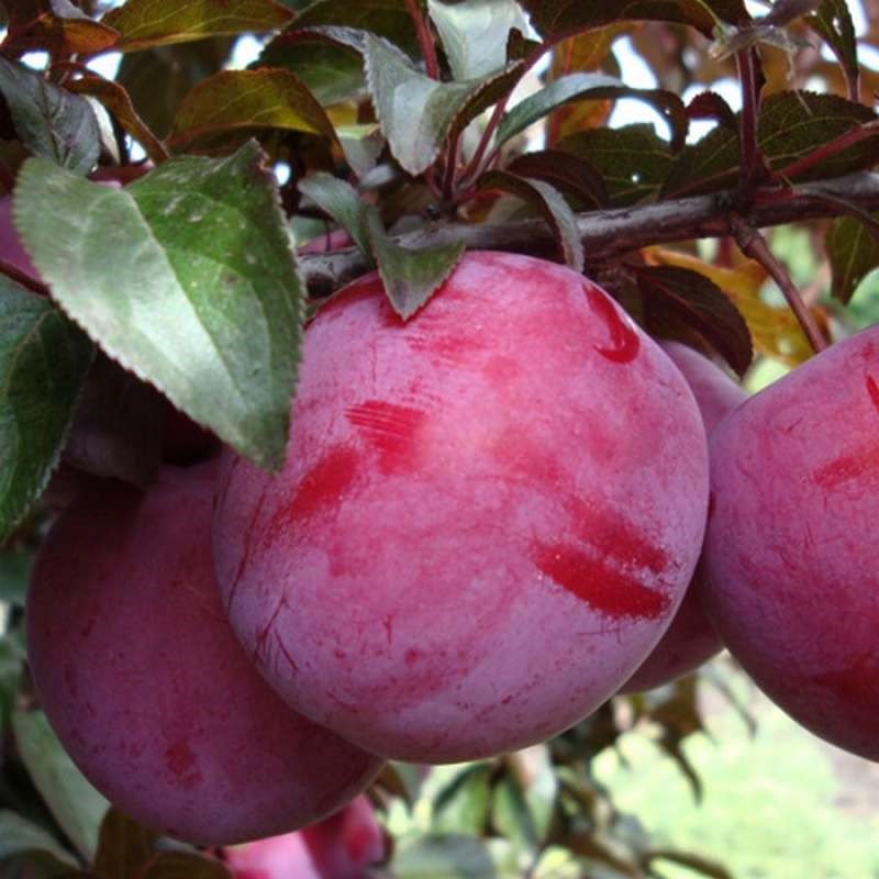 Алыча Голливуд v7 100-140 Tim 