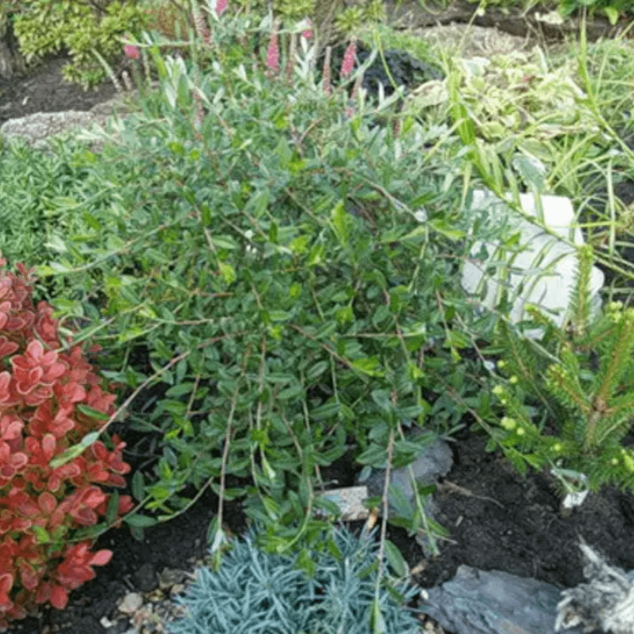 Ива ползучая Армандо Р15 