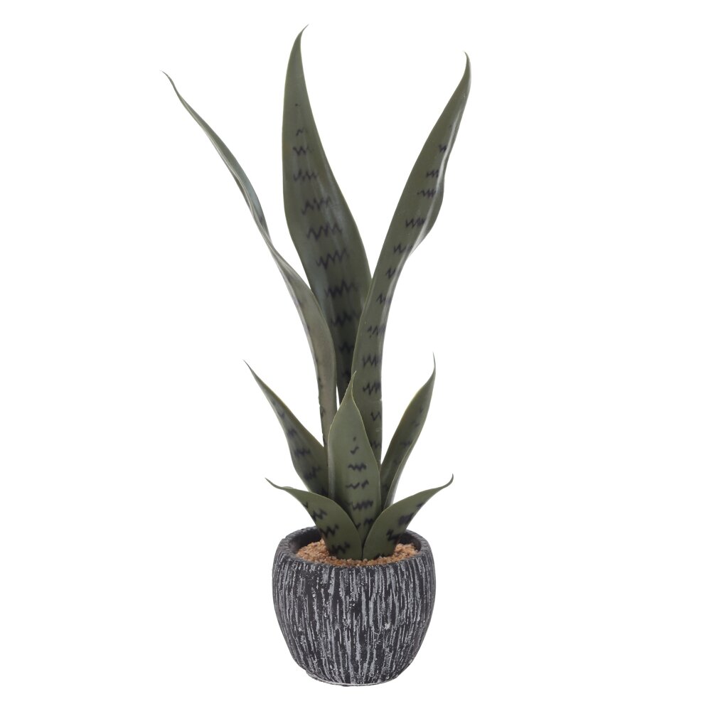 Композиция цветочная Сансевиерия 18х18х45см арт.785716 по цене 