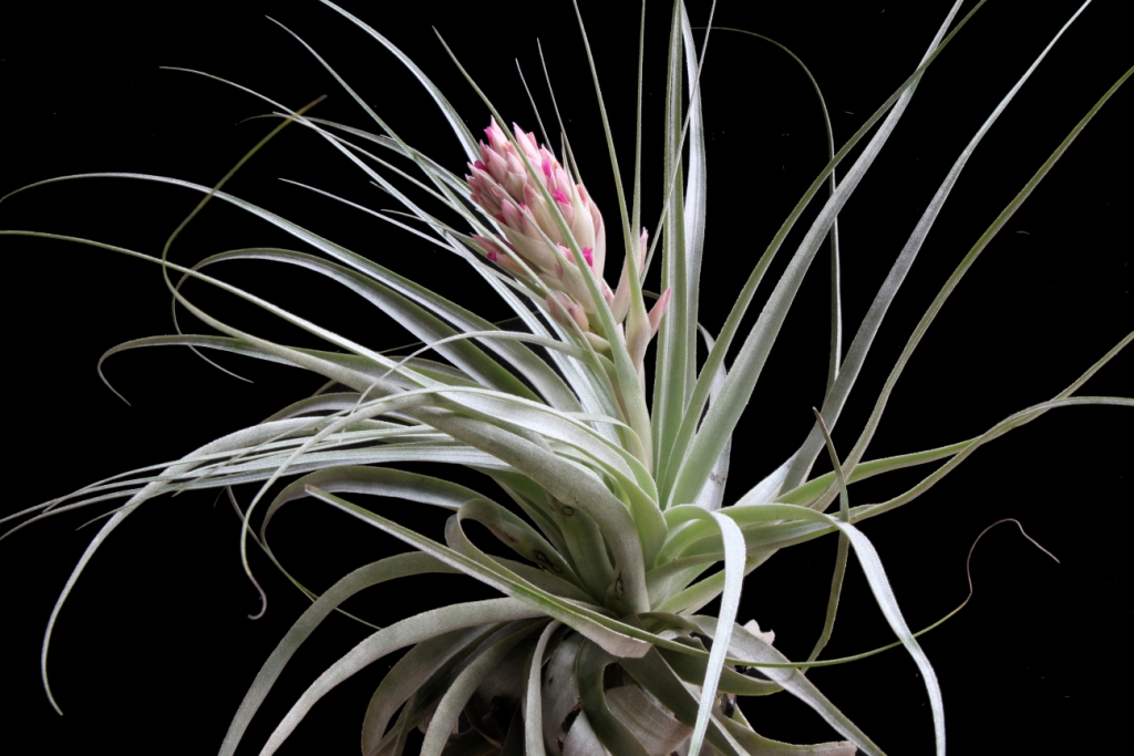 Тилландсия d7 h8 