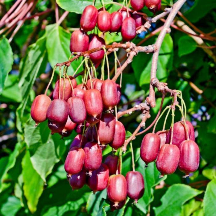 Актинидия аргута Скарлет v2-3 Tim 