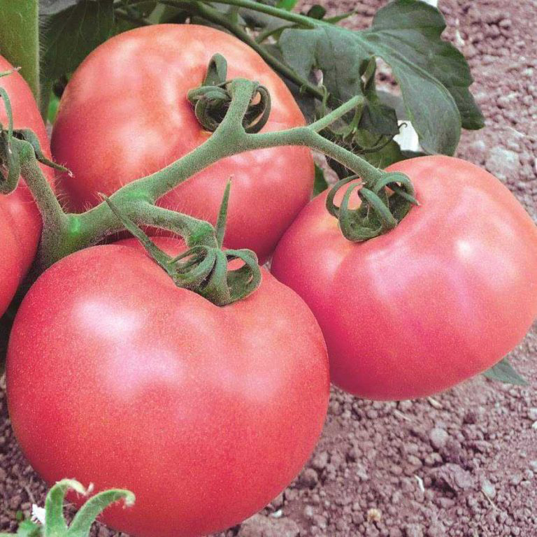 Семена томат Алези F1 3шт Престиж в Москве и области – купить по низкойцене в интернет-магазине Дарвин