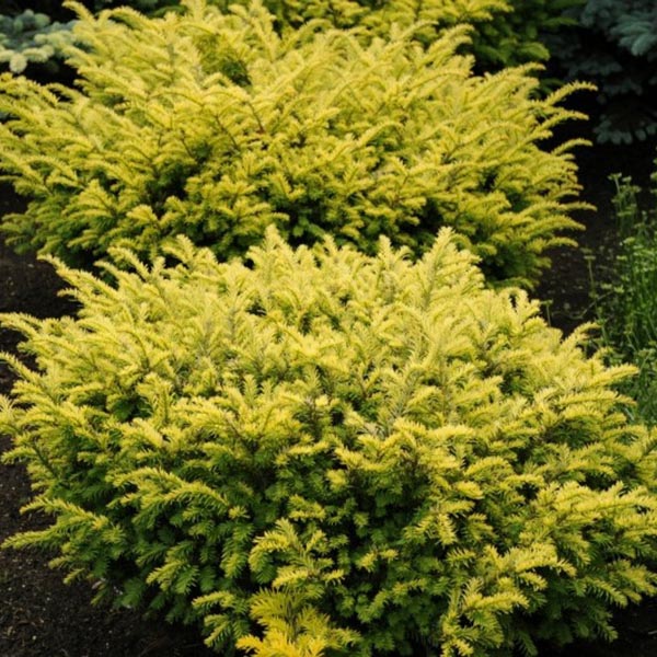 Растение тисс ягодный Саммерголд с20/80-100 Lt 