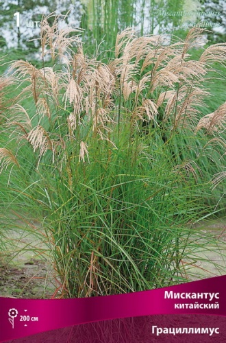 Корневище Мискантус китайский Грациллимус I 1шт Поиск 