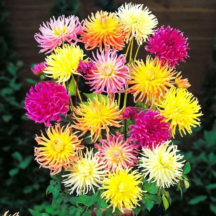 Клубень НВМ Георгина Декоративная Кактус 4 шт 