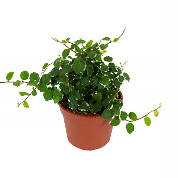 Основное изображение