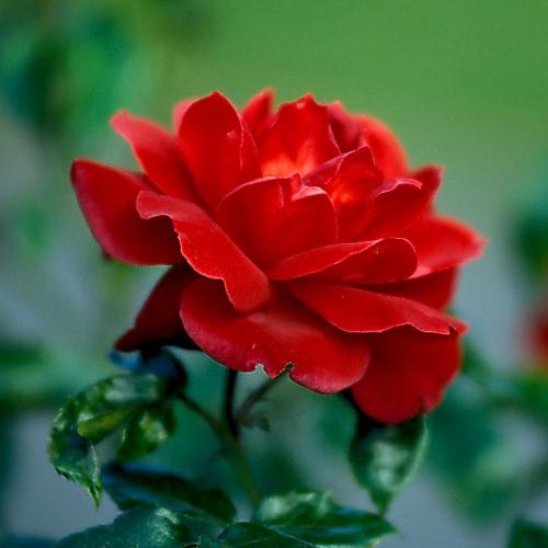 Роза в ассортименте с1,5 