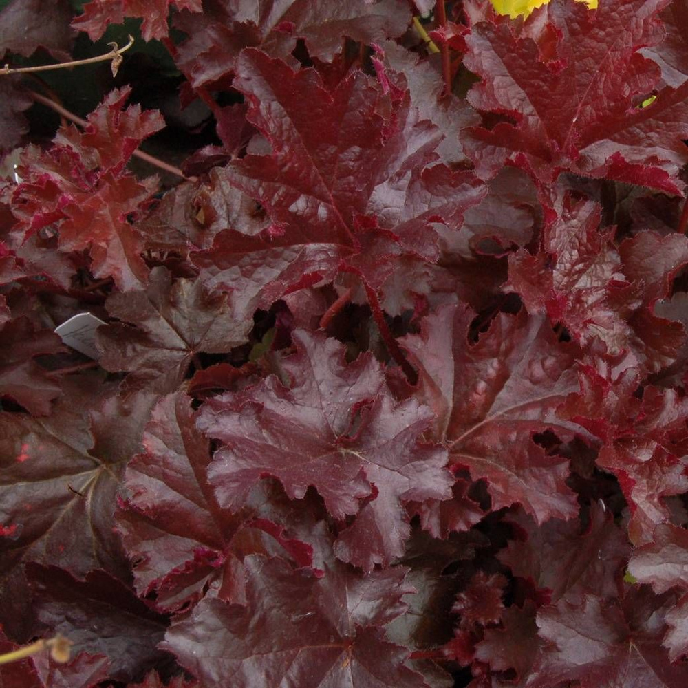 Гейхера Шоколад Раффлс d12 ХР 