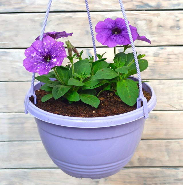 Петуния ампельная кашпо d21-23 ХР 