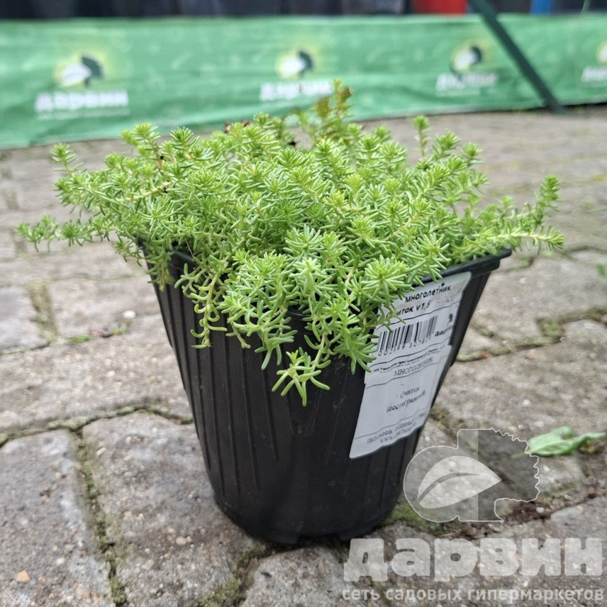 Очиток v1,5 Push 