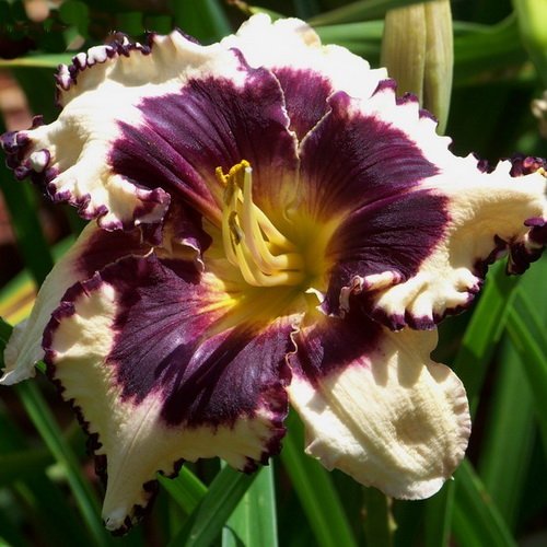 Лилейник Сабрин Бауэр v2 Tim 