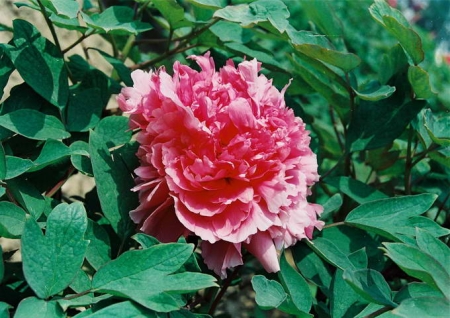 Пион древовидный Каприз королевы 