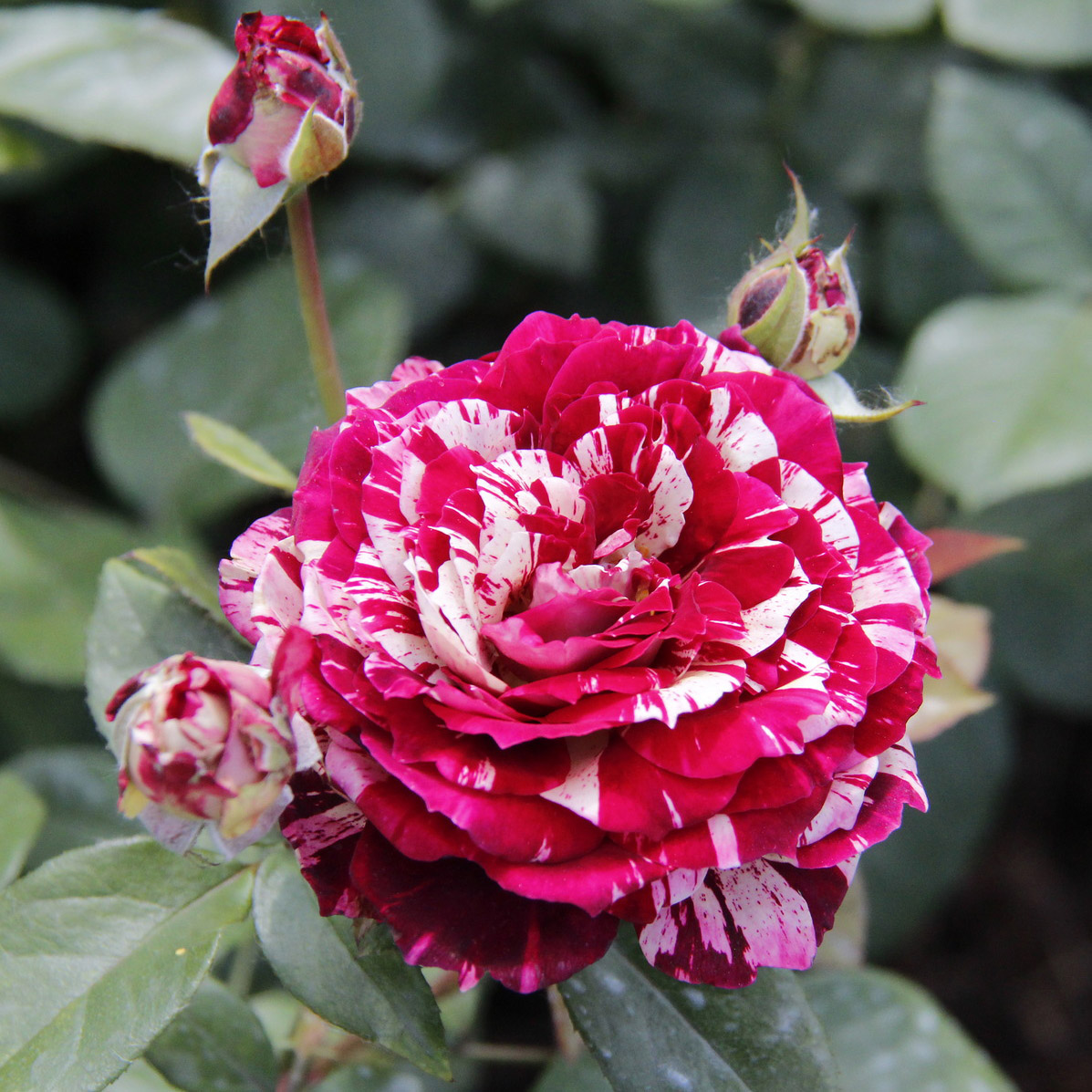 Роза чайно-гибридная ХУЛИО ИГЛЕСИАС v7 Fr 