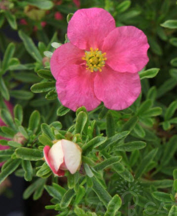 Лапчатка кустарниковая C 7,5 30-40 YP 