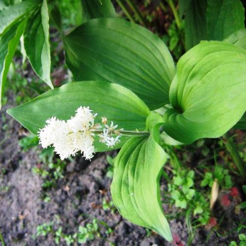 Смилацина трехлистная Р11 