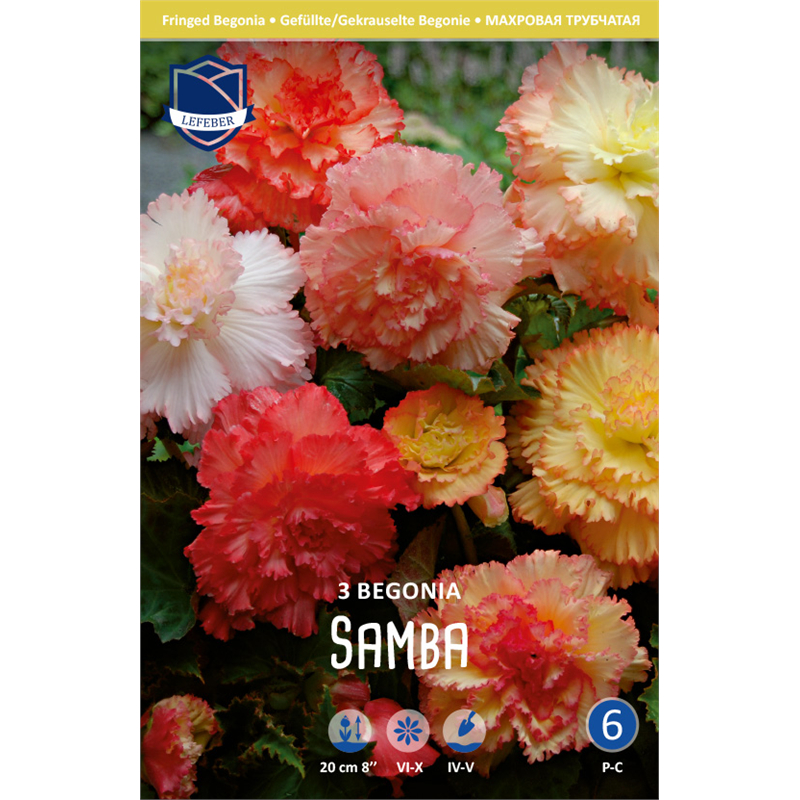 Клубень Бегония рафл Самба 6/7 3шт 