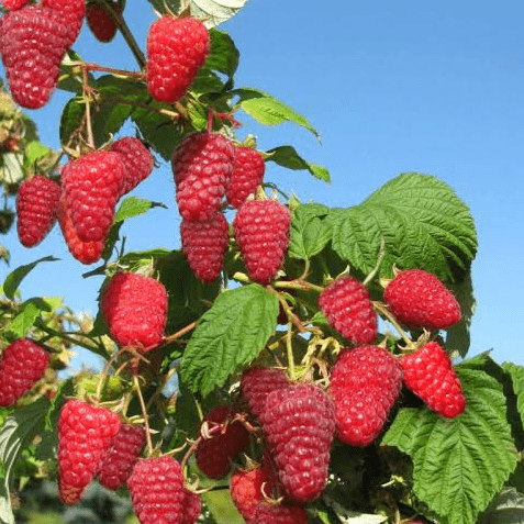 Малина ремонтантная Поемат красная в коробке Tim 