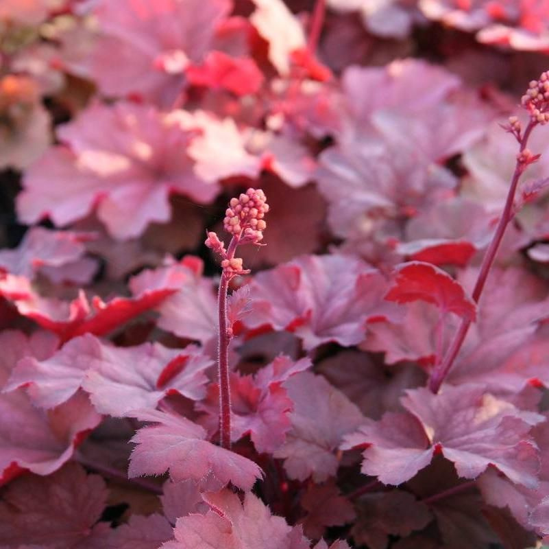 Гейхера гибридная Черри Кола I 1шт Поиск 