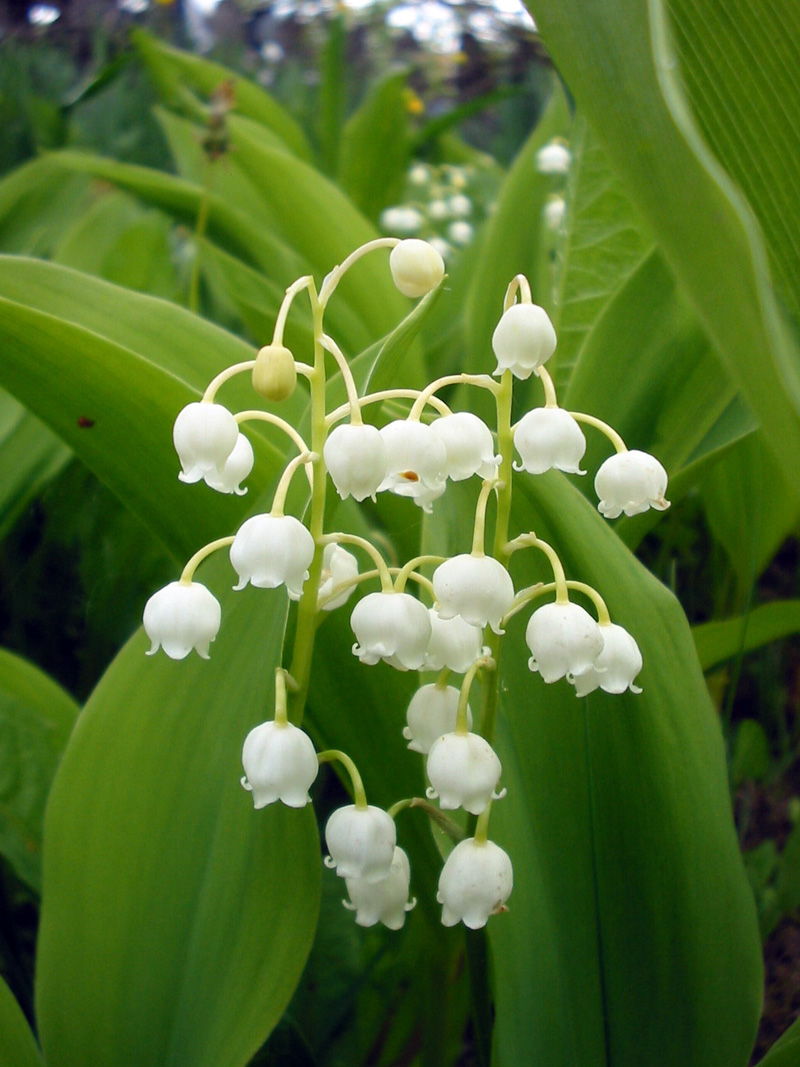 Ландыш садовый 