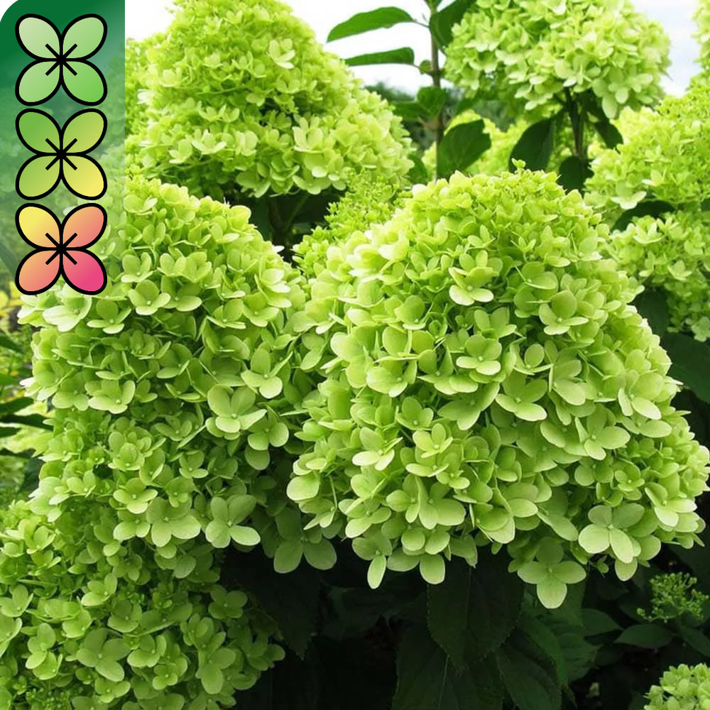 Гортензия метельчатая Мохито v3 Lav 