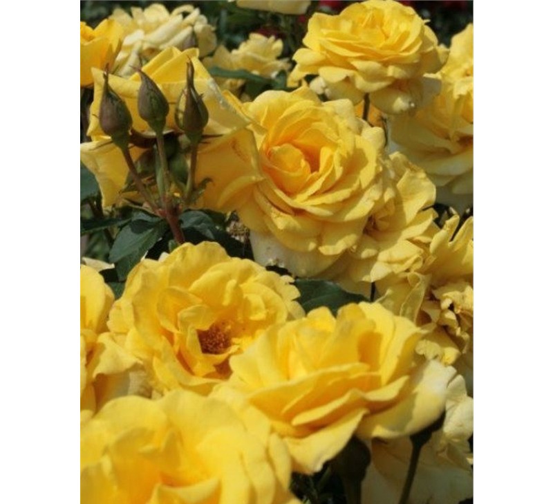 Роза флорибунда Карт Д’Ор в коробке AV 