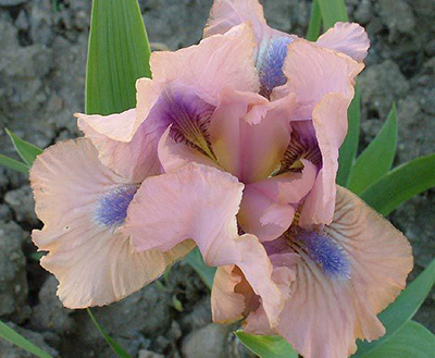 Кореневище Ирис карликовый Чантед 1шт Поиск 